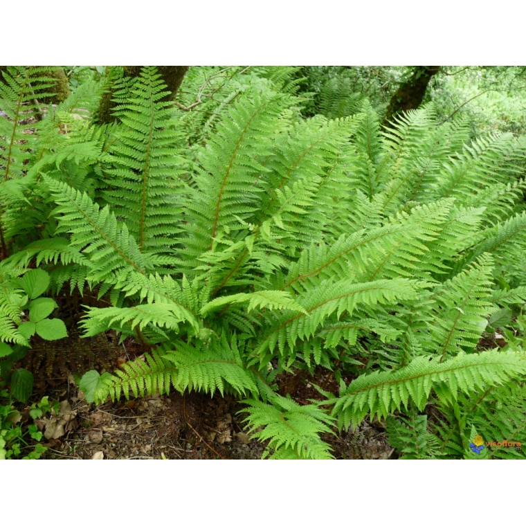 Polystichum setiferum