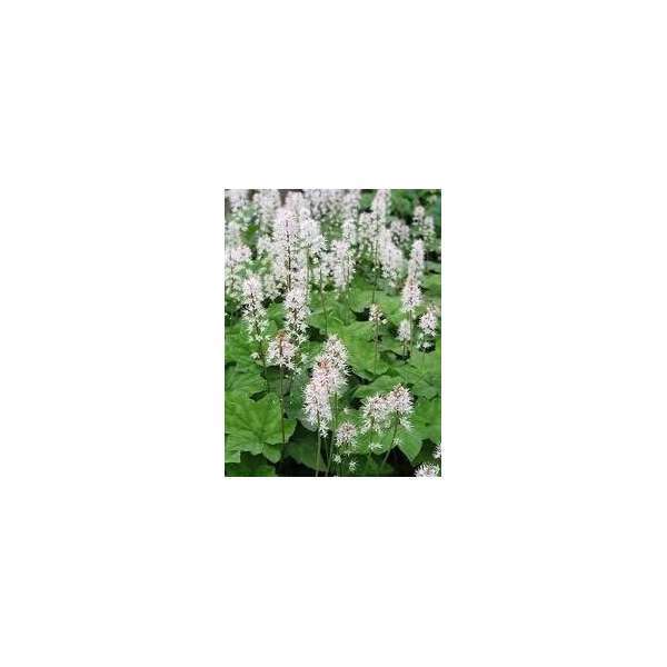 Tiarella wherryi
