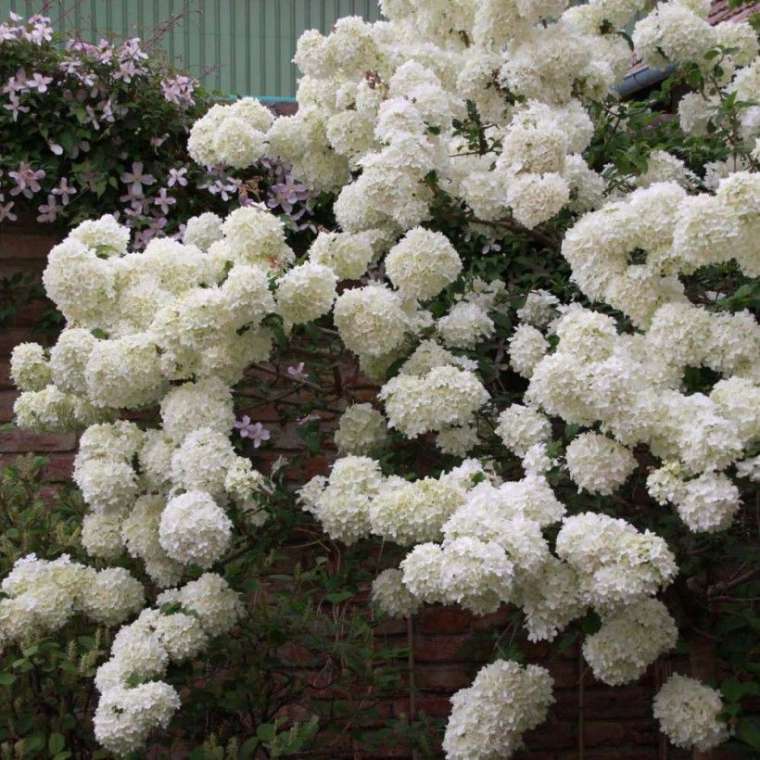 Viburnum macrocephalum'Fortuna' 
