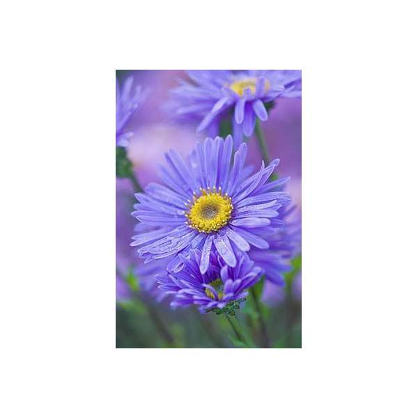 Aster amellus'Grunder'