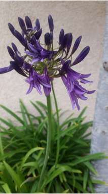 Agapanthus'Purple Cloud'