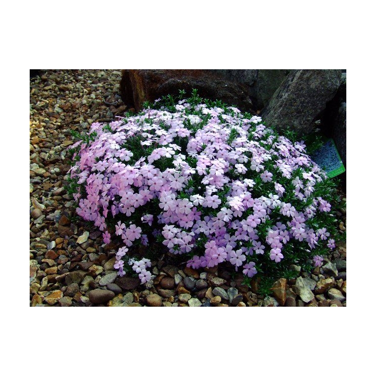 Phlox douglasii'Lilac Cloud'