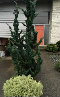 Chamaecyparis lawsoniana'Wissel's Saguaro' 