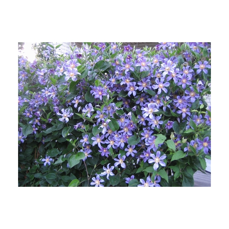 Clematis'Juuli' 