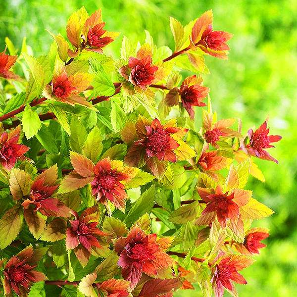 Spiraea japonica'Sparkling Champagne' 