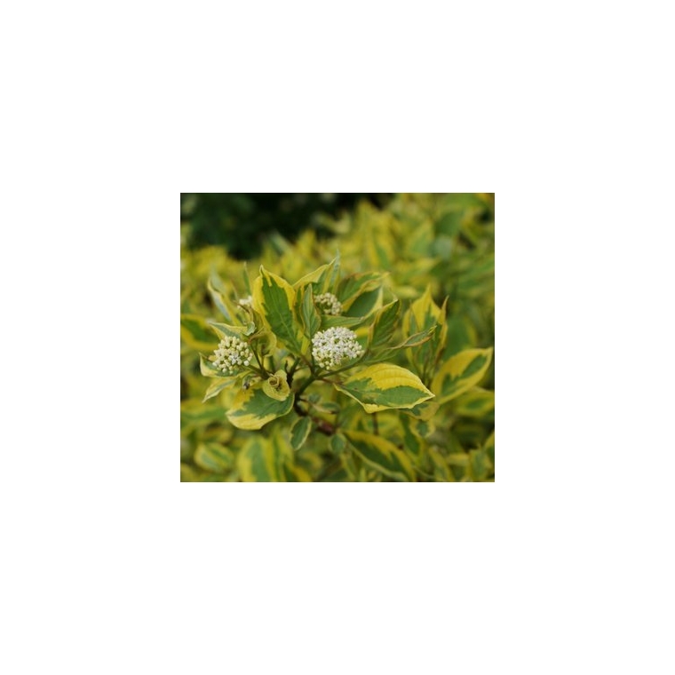 Cornus alba'Spaethii' 