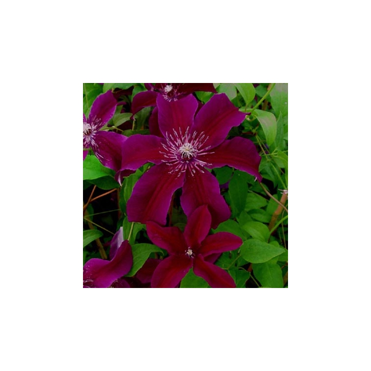 Clematis'Huvi' 