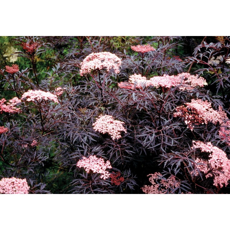 Sambucus nigra'Black Lace' 