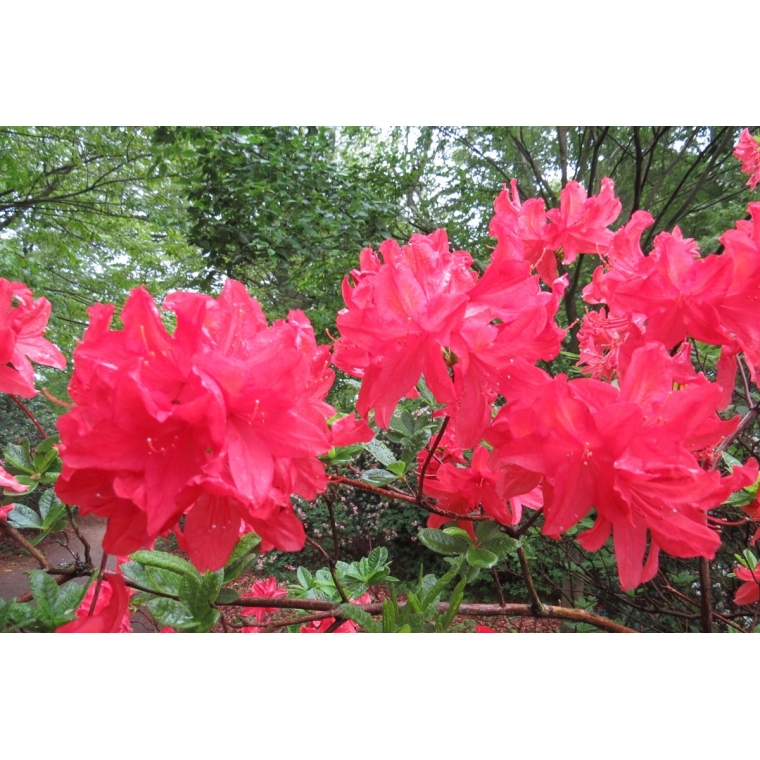Azalea'Mathilda' 