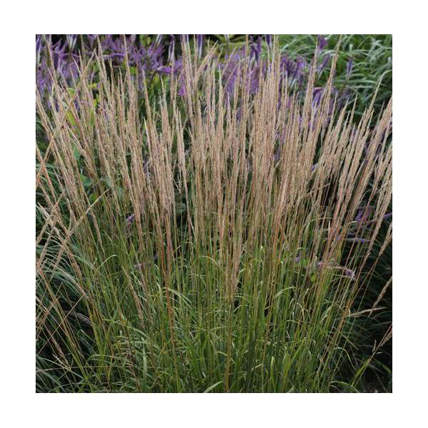Calamagrostis acutiflora'Waldenbuch'