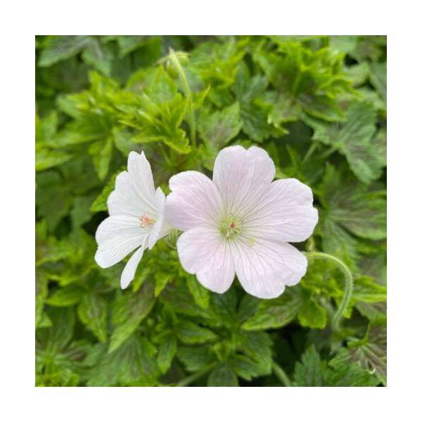 Geranium oxonianum'Maurice Moka'