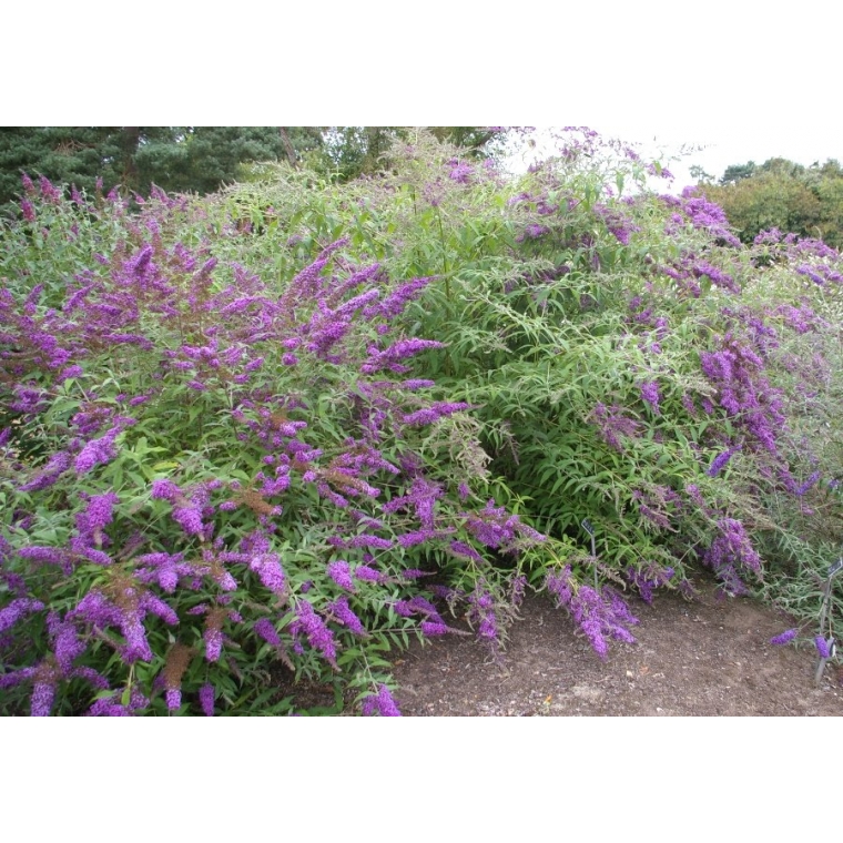 Buddleja davidii'Border Beauty' 