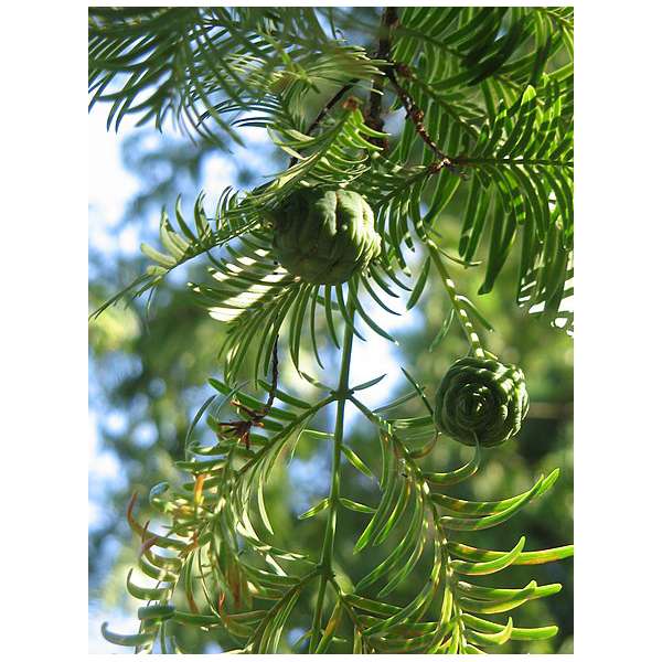 Metasequoia glyptostroboides 
