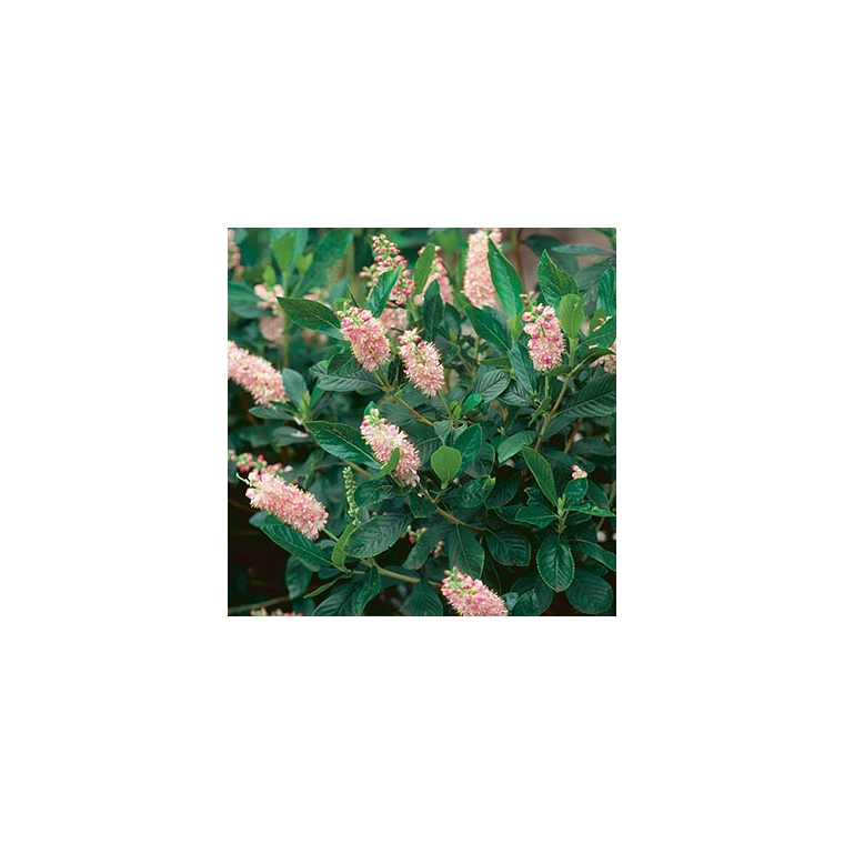 Clethra alnifolia'Pink Spire' 