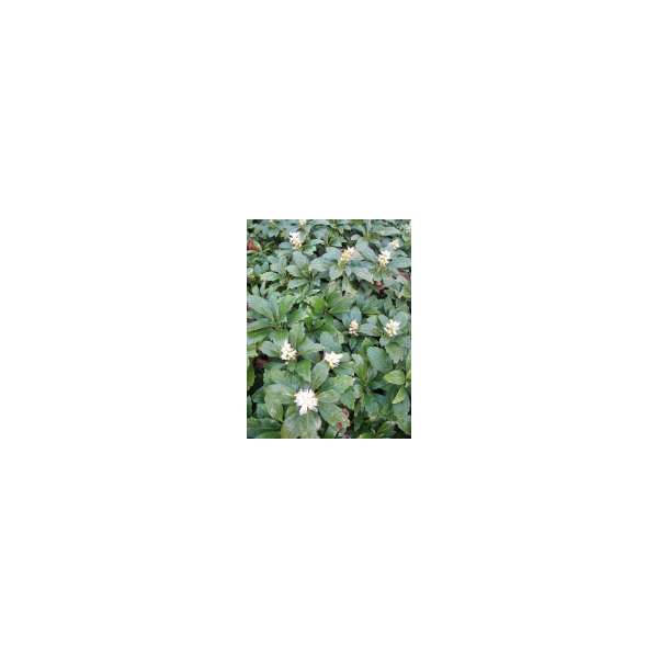 Pachisandra terminalis'Green Carpet'