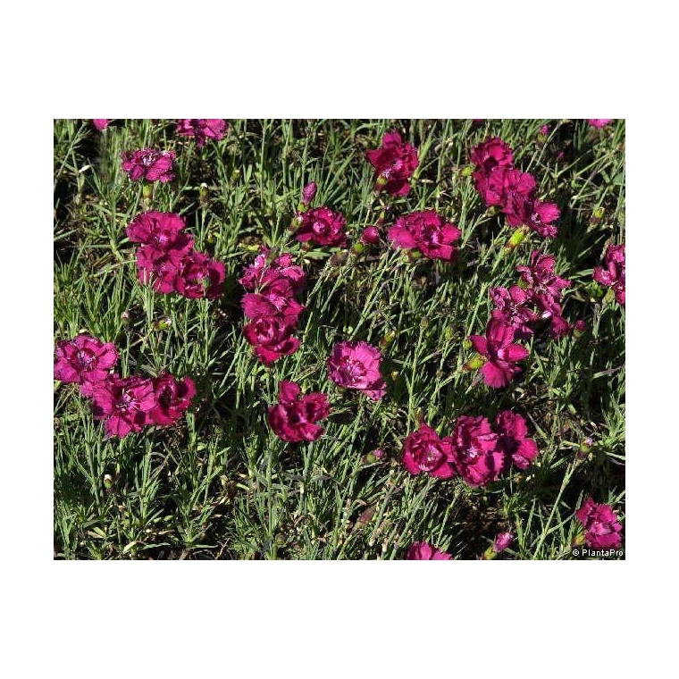 Dianthus gratianopolitanus'Rotkäppchen'
