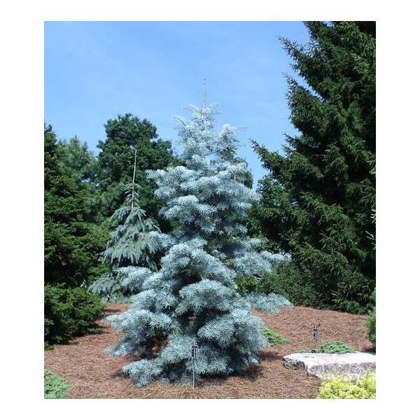 Abies concolor'Blue Cloak' 