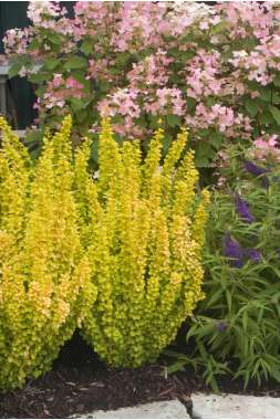 Berberis thunbergii'Yellow tower' 