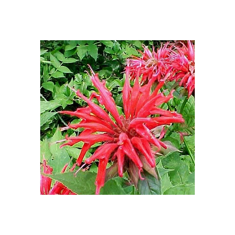 Monarda'Gardenvieuw Scarlet' 