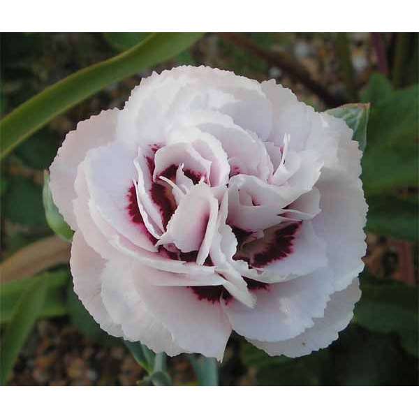 Dianthus plumerius'Cranmere Pool'