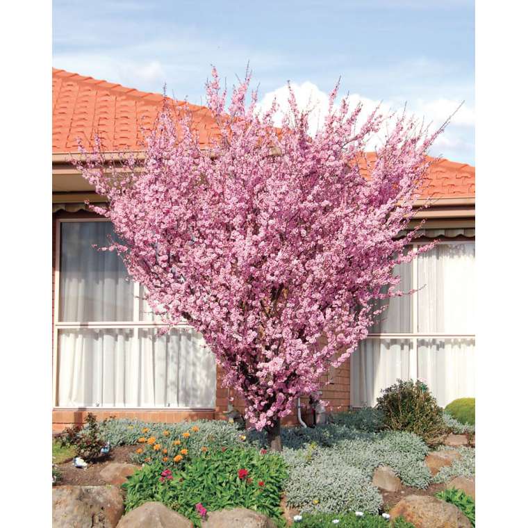 Prunus x blireana 