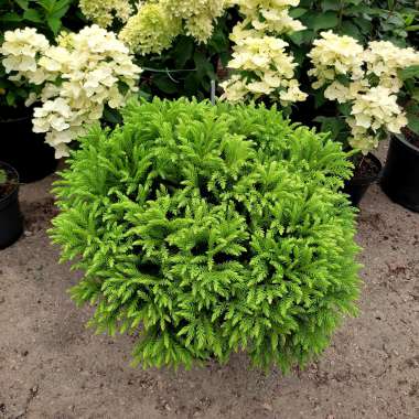 Cryptomeria japonica'Kamasan' 