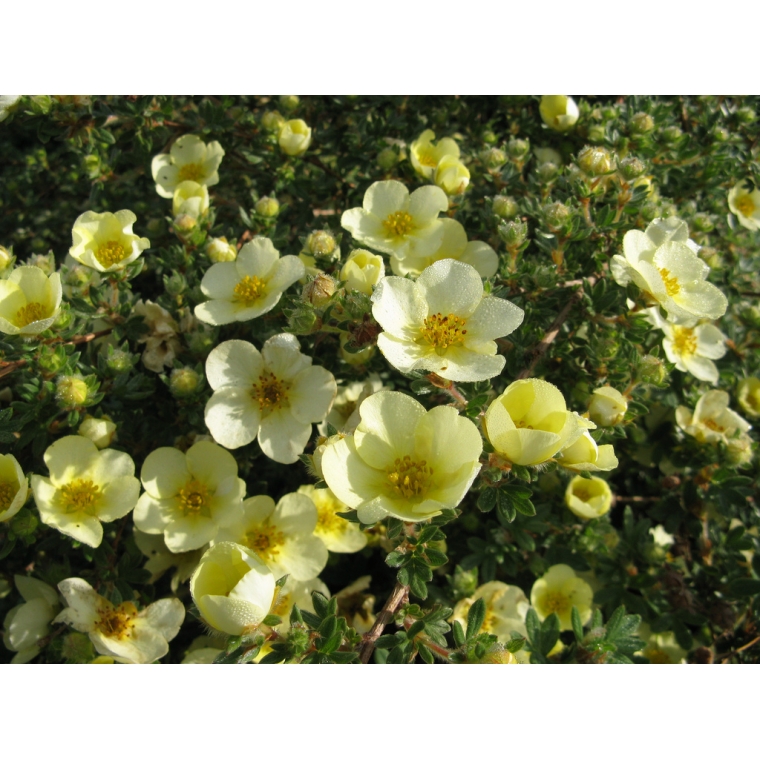 Potentilla fruticosa'Primrose Beauty' 