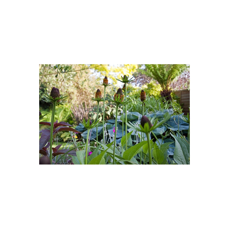 Rudbeckia occidentalis'Green Wizard'