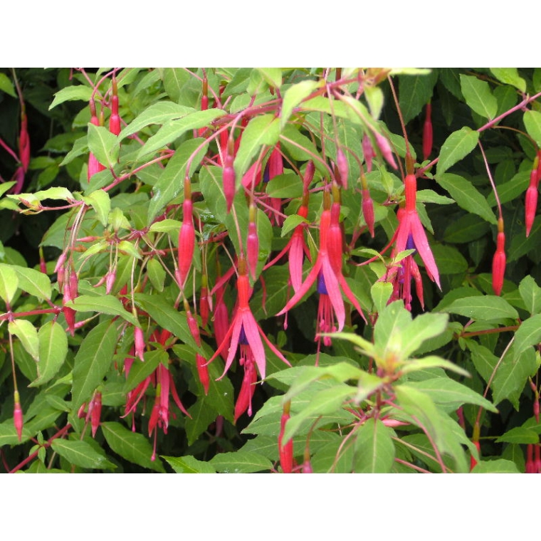 Fuchsia magellanica'Gracilis'