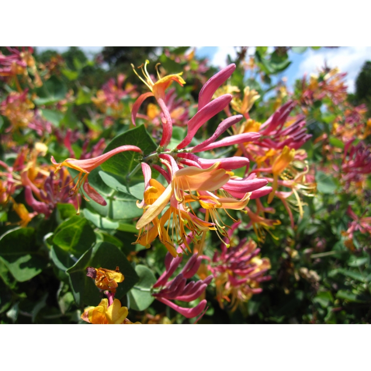 Lonicera heckrottii'Goldflame' 