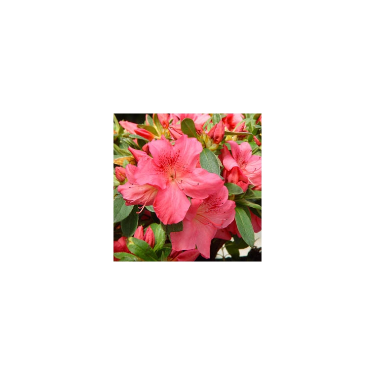 Azalea japonica'Gorbella' 