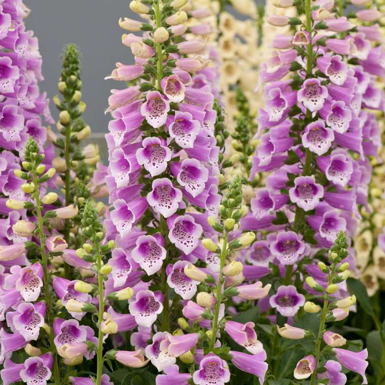 Digitalis purpurea'Dalmatian Rose'