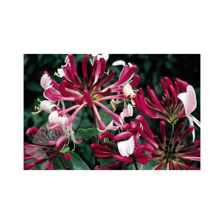 Lonicera periclymenum'Serotina' 