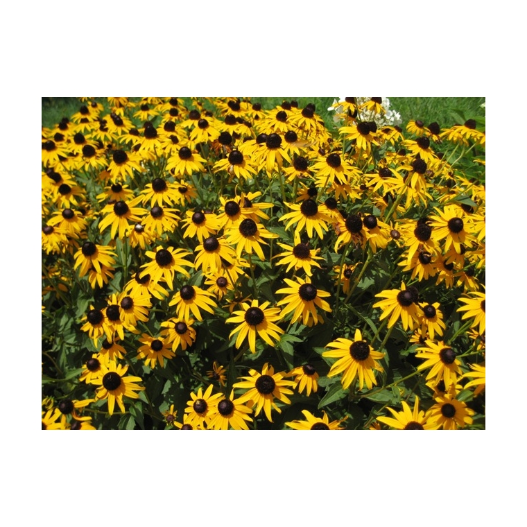 Rudbeckia fulgida'Viette's Little Suzy' 