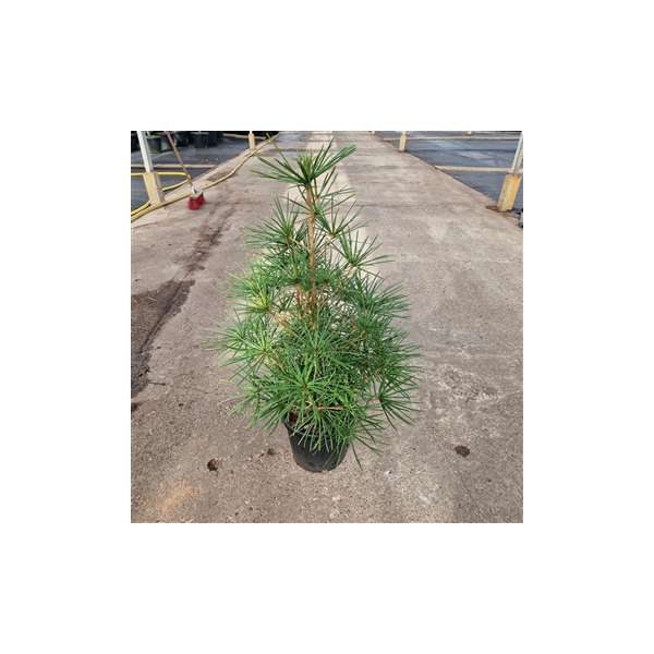 Sciadopitys verticillata'Feuerwerk' 