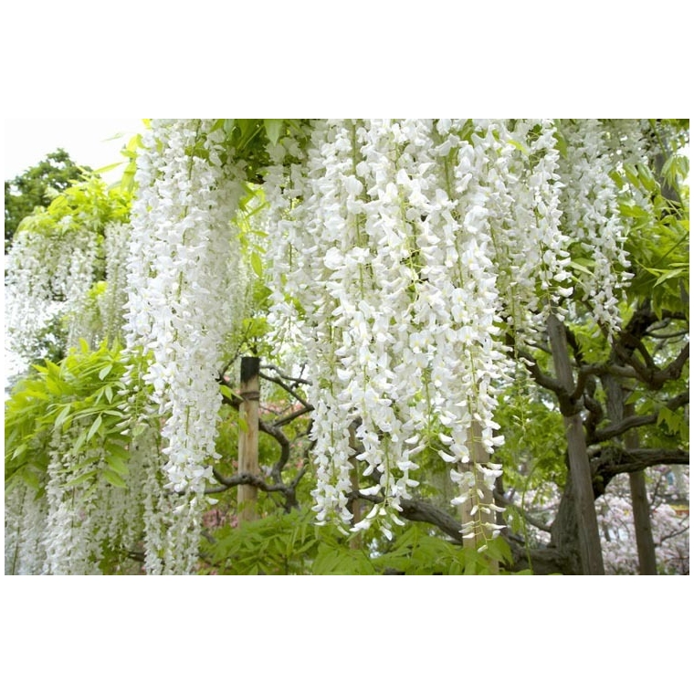 Wisteria florida'Shiro-noda' 