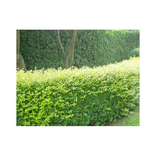 Ligustrum ovalifolium 