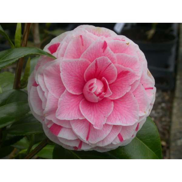 Camellia japonica'Bonomania' 