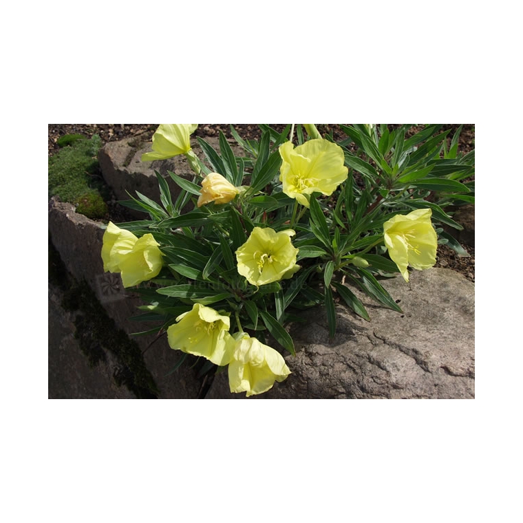 Oenothera macrocarpa