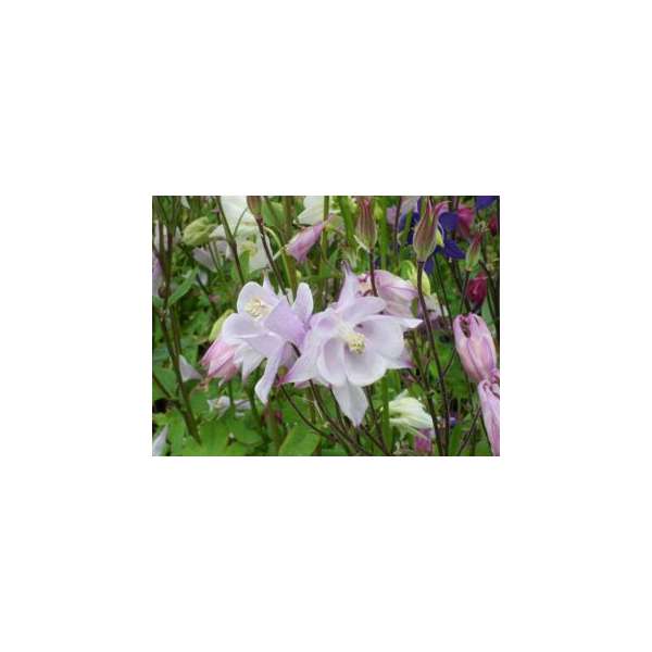 Aquilegia'Biedermeier' 