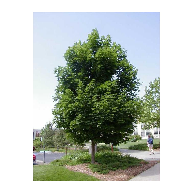Acer platanoides'Emerald Queen' 