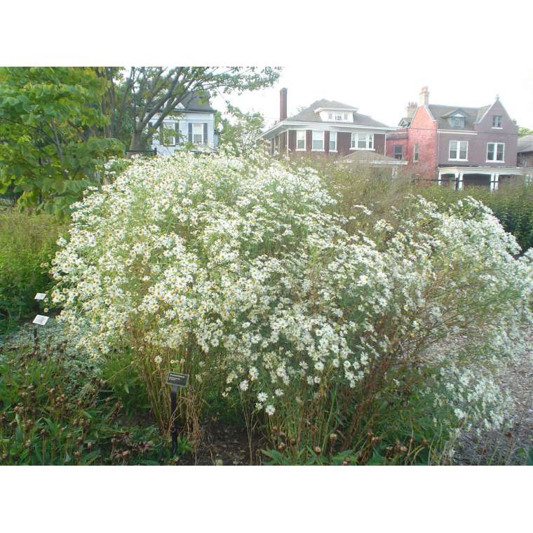 Boltona asteroides'Snowbnk'