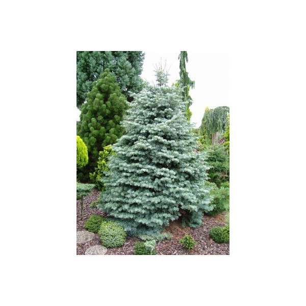 Abies concolor'Archer's Dwarf' 