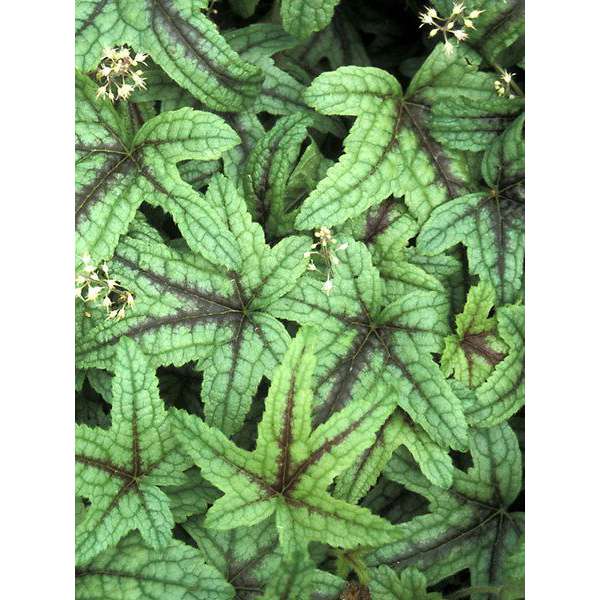 Heucherella'Kimono'