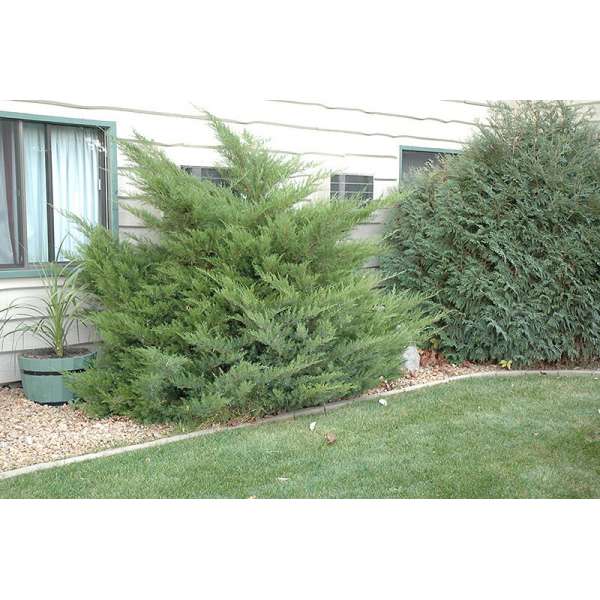 Juniperus pfitzeriana'Mint Julep' 