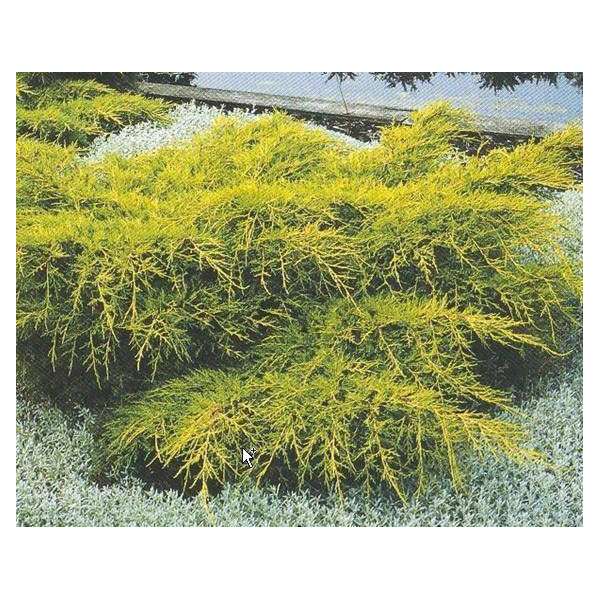 Juniperus media'Old Gold' 