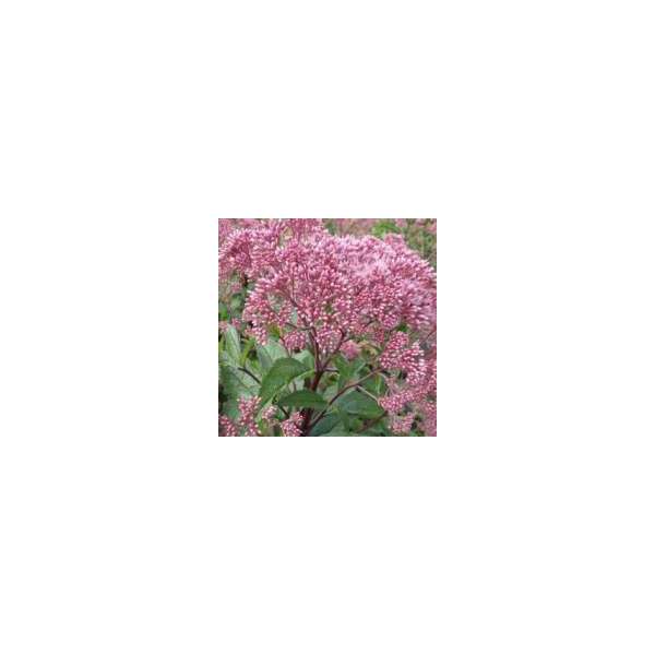 Eupatorium'Baby Joe'