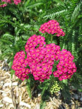 Achillea millefolium'New Vintage rose'