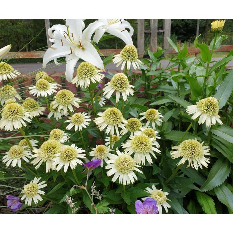 Echinacea'Delicious Nougat'