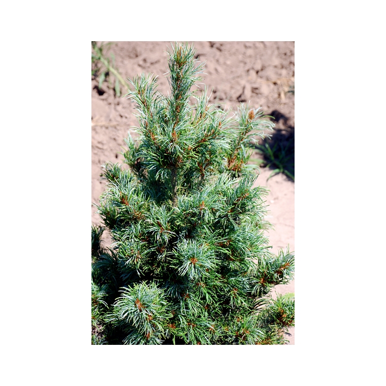 Pinus parviflora'Bergman' 